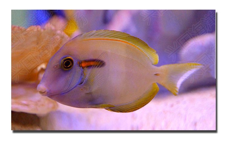 一字吊活体海水鱼倒吊类食藻除藻海缸观赏宠物鱼快递发货定水包活成鱼