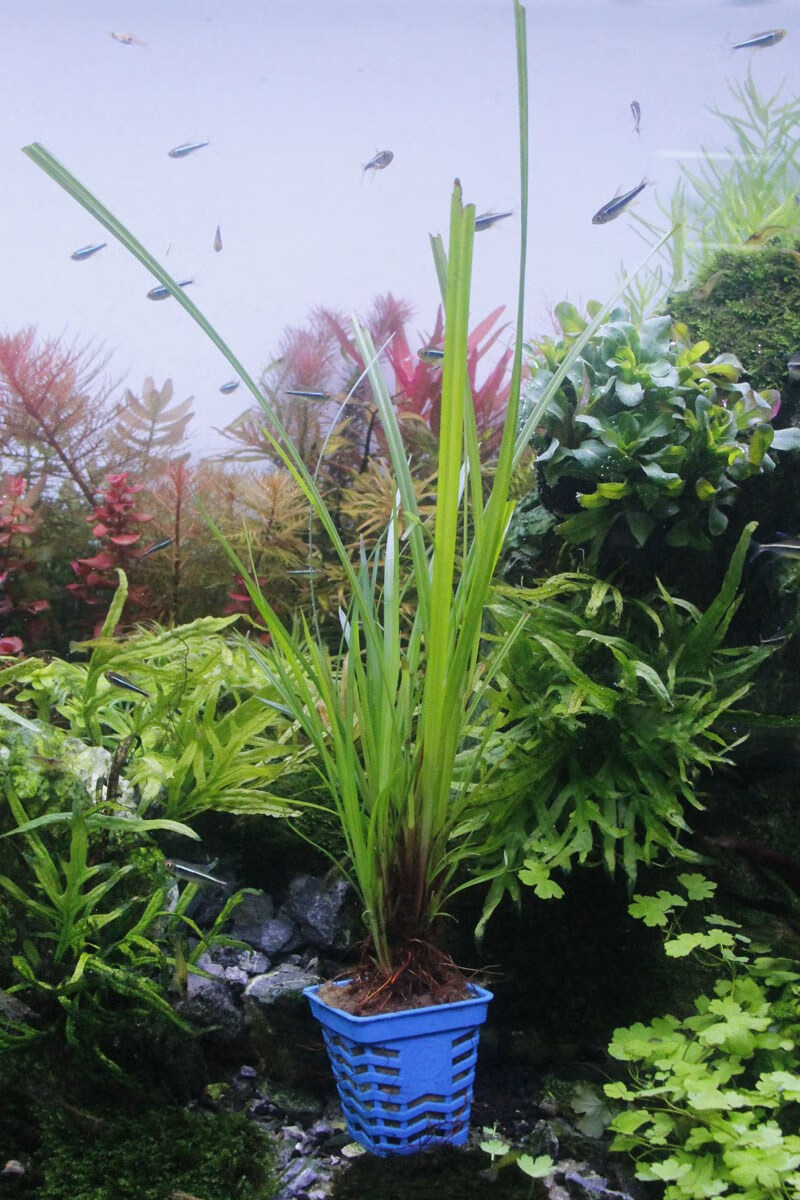 大水兰线叶谷精泰国水剑细叶水兰迷你小水兰水下叶针叶皇冠后景草