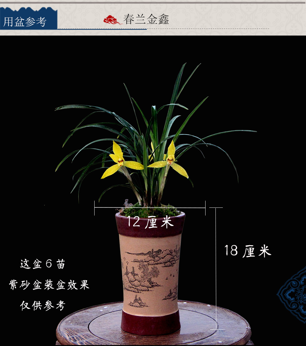 德芳兰业四季兰花苗春兰黄花金鑫浓香味兰草室内花卉盆栽好养4苗连体