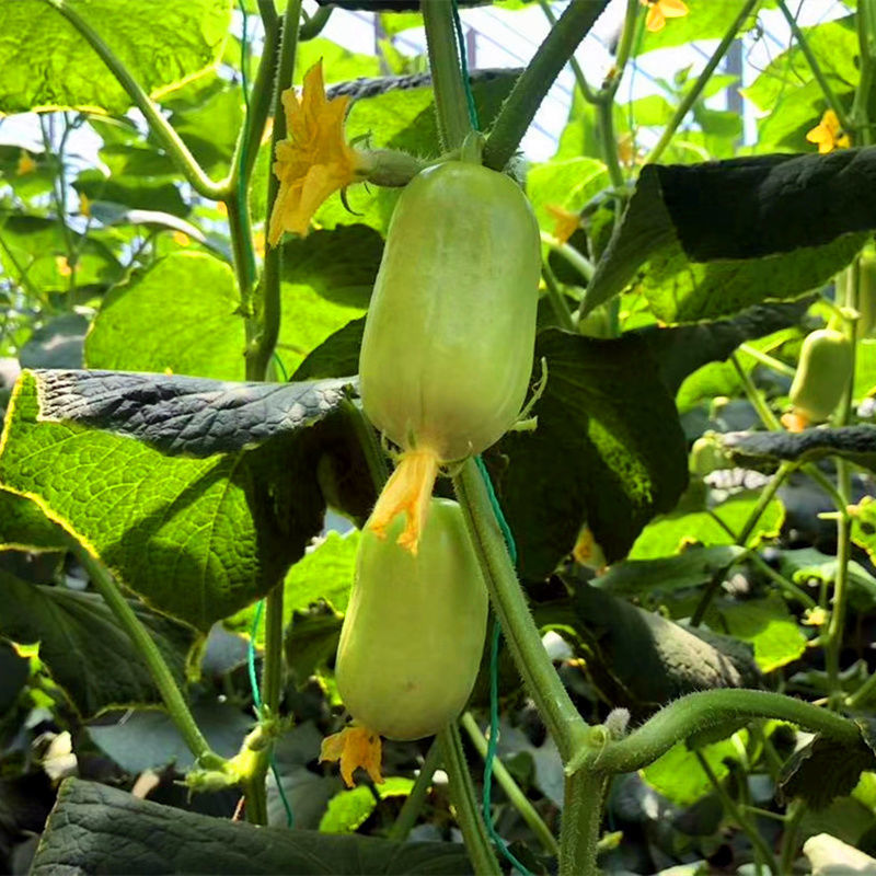 顺丰金童玉女 圣女果1/3/5斤山东现摘生吃脆甜鲜 番茄 玉女小黄瓜1斤