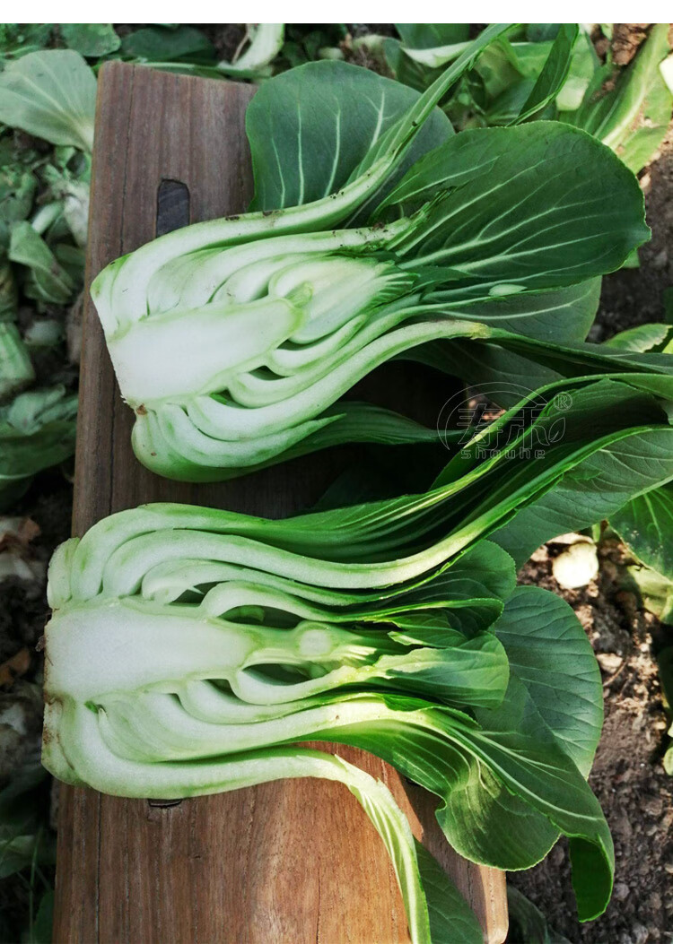矮脚青梗菜苏州青油菜种子种籽上海青小青菜四季冬季蔬菜孑菜籽 上海