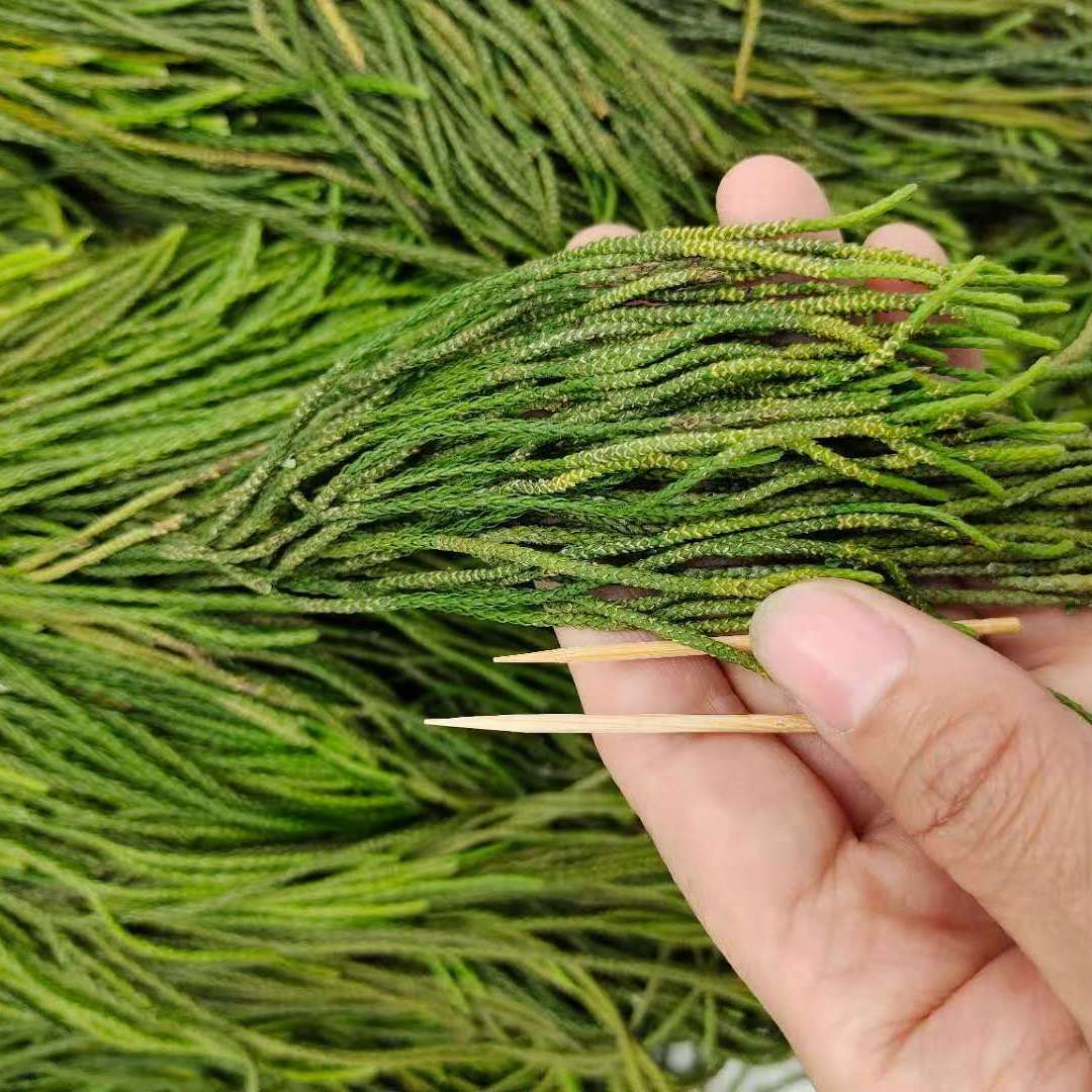 伟博马尾伸筋草 500克.细叶 马尾千金草 活动中 云南500克【图片 价格