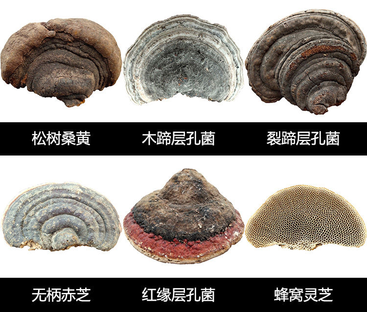 南京同仁堂原料 长白山野生平盖灵芝纯野生灵芝树舌林芝【买5斤赠1斤