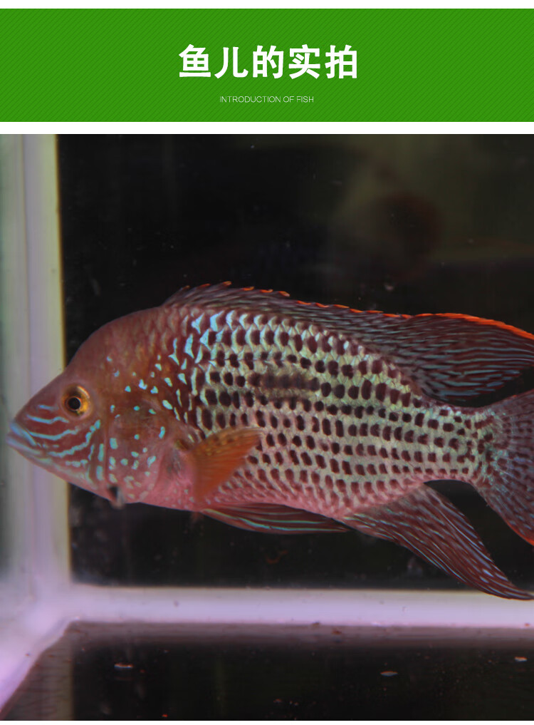 热带观赏鱼红尾皇冠蓝宝石蓝面财神地图鹦鹉活体大型混养鱼慈鲷鱼1820