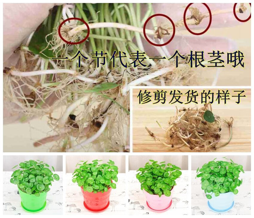 水培土培植物金钱草室内水养花卉绿植四季好养易活盆栽铜钱草50根茎不