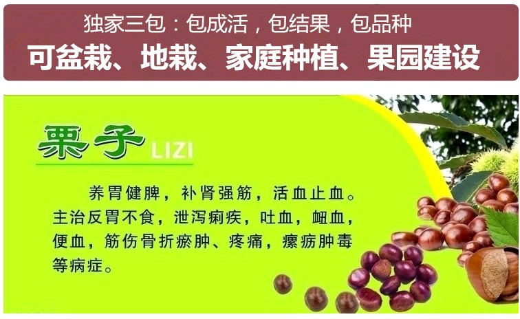 洛赏晴 大红袍板栗苗树 嫁接板栗树果树苗当年结果特大 南方北方种植