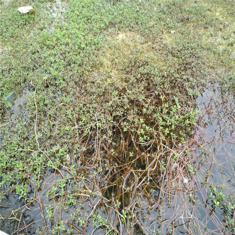 种根鱼塘养鱼虾蟹池塘养殖水草苗水生植物改善水质植物野生 水花生苗