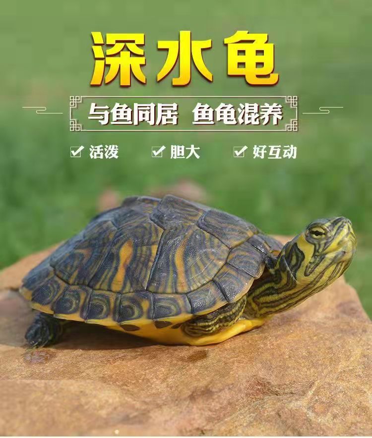 ajaj深水乌龟黄耳龟鱼缸混养小乌龟活物稀有纯种吃粪龟冷水观赏宠物龟