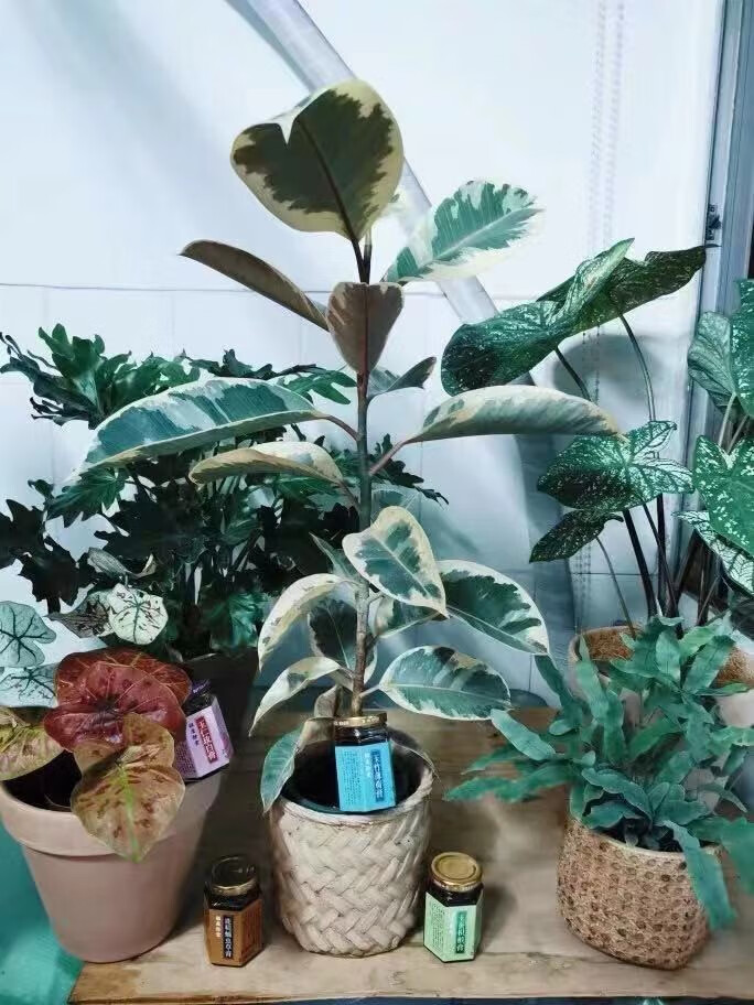 北京花叶橡皮树盆栽绿植 室内观叶植物花叶金刚四季常青北欧风 大颗