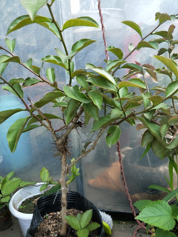 2米直杆叶仙 不含盆【图片 价格 品牌 报价】-京东