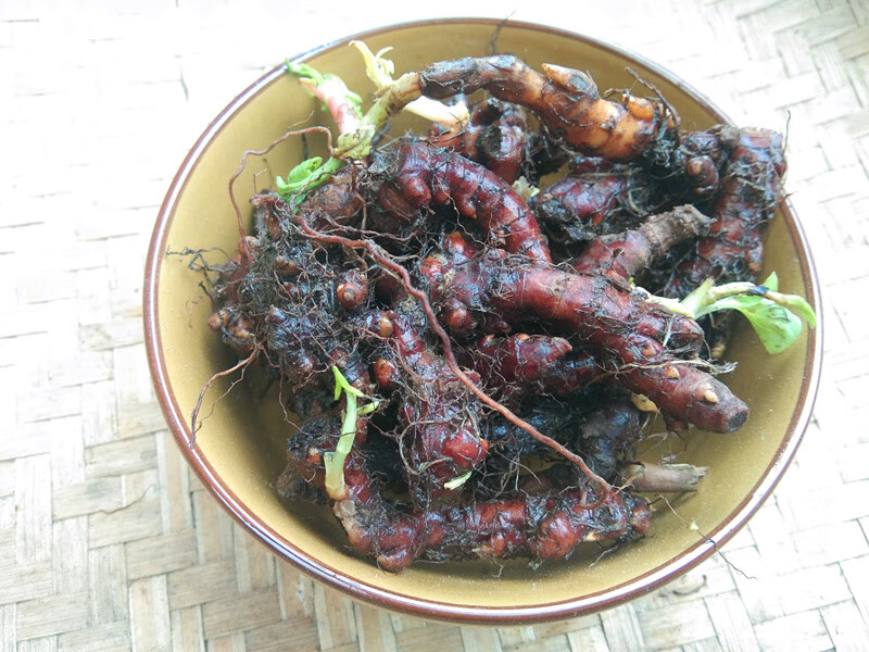 贵州新鲜花蝴蝶根赤胫散 中药材花脸荞鸡脚七皂药根500克【图片 价格