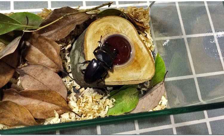 甲虫果冻 独角仙蚂蚁食物 锹甲果冻 昆虫宠物 独角仙果冻 水果口味