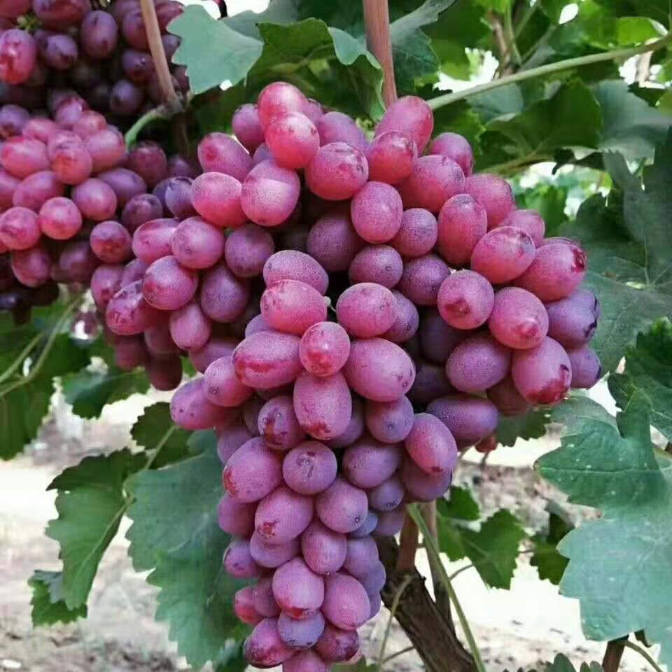 源外园2022无籽红提克伦生现摘现发冰美人葡萄无籽葡萄产地直发坏果