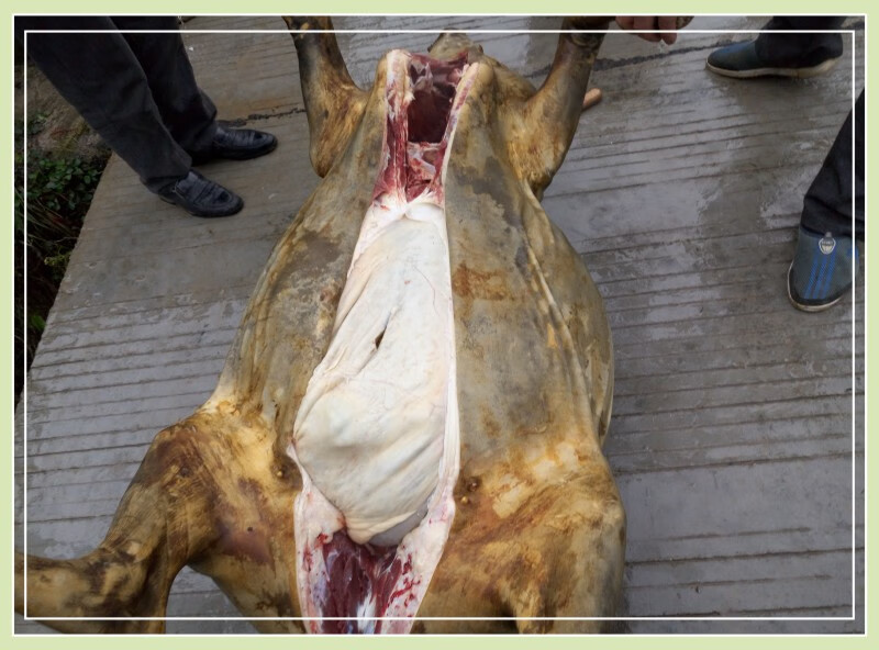 贵州黎平特产牛瘪火锅底料锦屏从江榕江牛瘪汤新鲜牛瘪2斤装g【图片