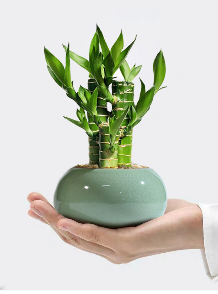 文昌竹 富贵竹植物迷你盆栽室内办公室好养文昌竹绿植四季常青 富贵竹