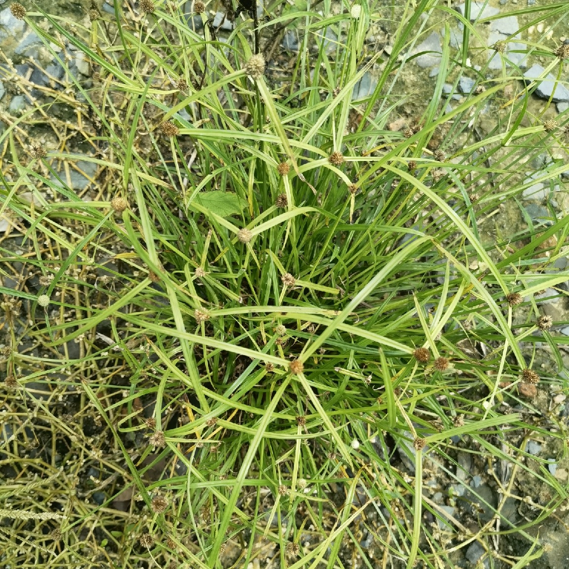 中藥材500克水蜈蚣草 金鈕草寒氣草 一箭球 三莢草篦子草小蜈蚣草