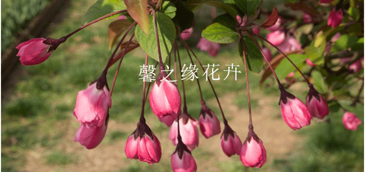 各种树苗图片及名字