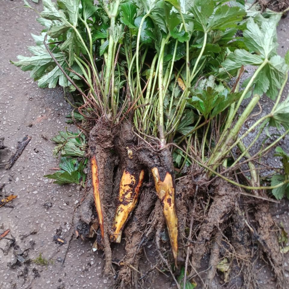 贵州毕节野生新鲜虎掌草500g下单白花舌头草见风黄五倍叶一斤【图片