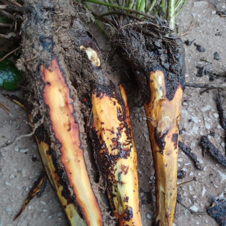 贵州毕节野生新鲜虎掌草500g下单白花舌头草见风黄五倍叶一斤【图片