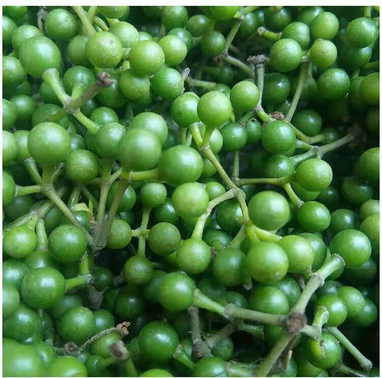 云南建水野生木姜子粒山胡椒新鲜头茬苍子产地直销农家现摘土特产