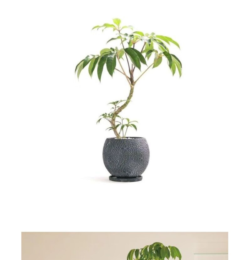 日本大叶伞保罗盆栽室内净化空气观叶植物北欧风庭院造型网红绿植 1.