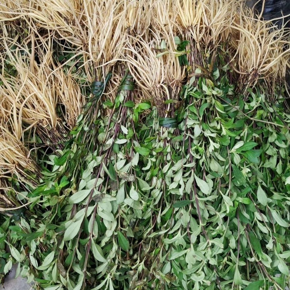 有仁堂 新鲜龙胆草 贵州省野牲龙胆草 苦胆草 中草药材龙胆 整棵现挖