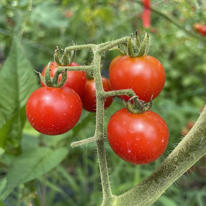 贵州特产新鲜野生小西红柿小番茄毛辣果孕妇食用酸汤500g 小西红柿