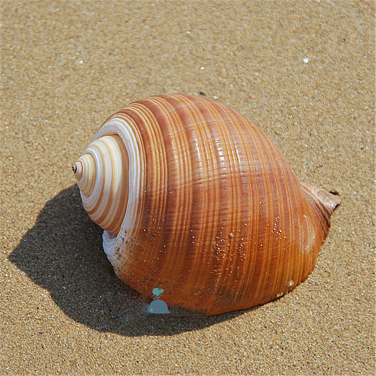 天然贝壳大海螺 琴螺 紫琴螺 斑点琴螺 鱼缸水族箱装饰品卷贝鱼繁殖壳