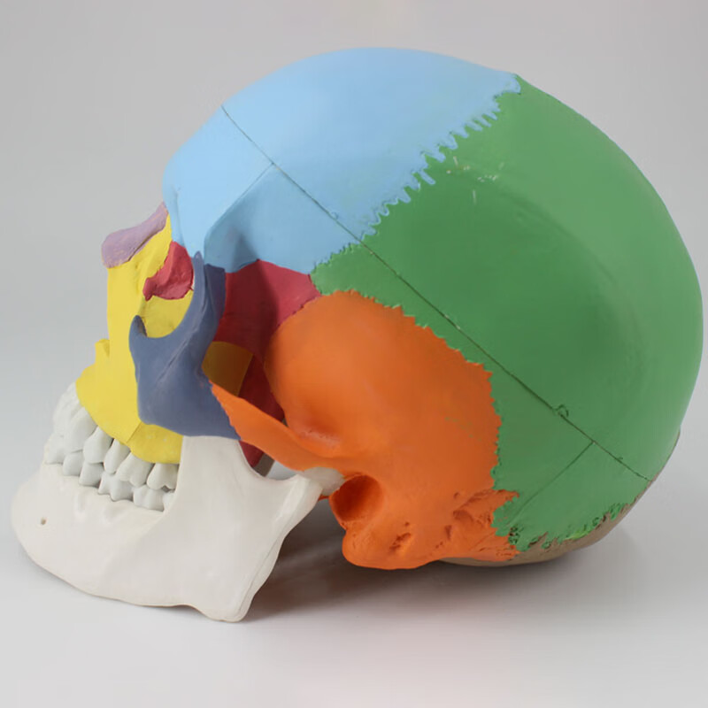头颅骨头骨教学仿真颅骨模型骷髅头模型功能分区彩色头颅着色头骨 a款