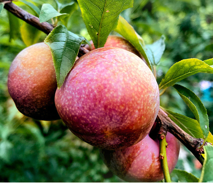 正宗广西酸脆红心三华李水果新鲜当季李子现摘1/2/3/5斤装 5斤装