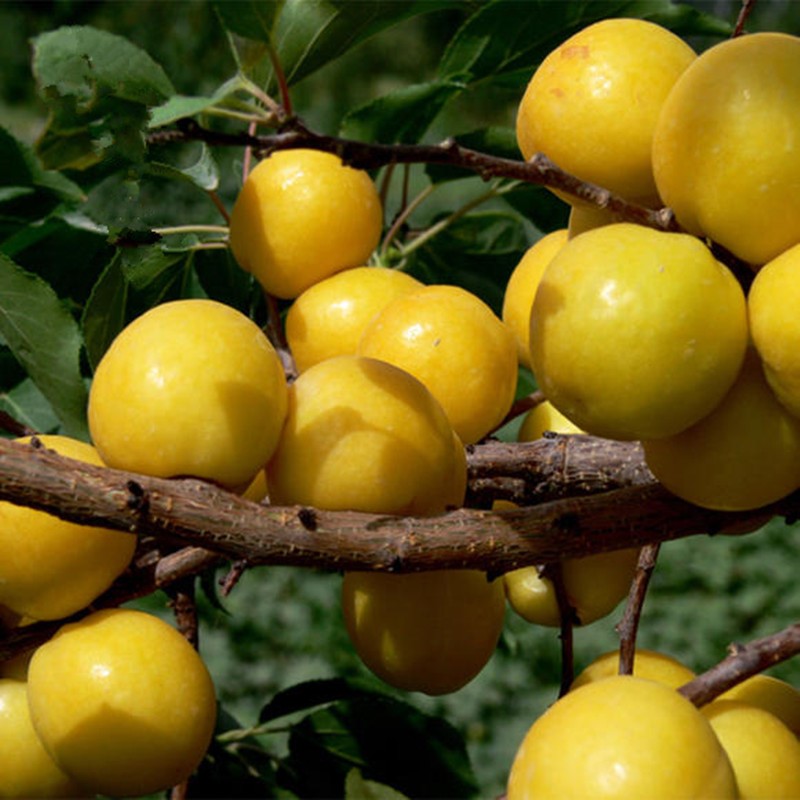 预售敦煌李广杏新鲜水果5斤装特产自家果园时令杏子现摘现顺丰快递