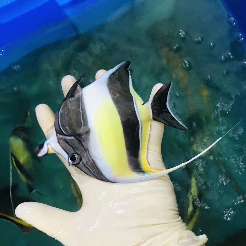 神像 角蝶鱼 活体海水鱼 开口饲料 海缸观赏宠物鱼优美 快递包活 神像