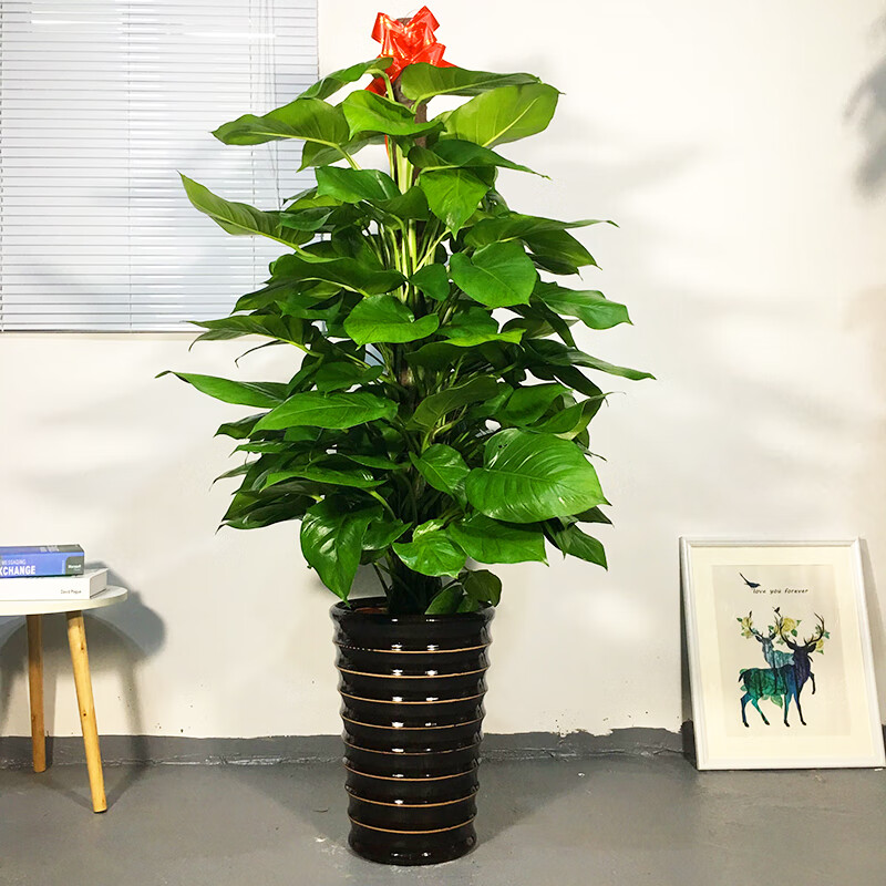 6-1.8米黑螺纹绿萝柱 超大绿萝 含盆【图片 价格 品牌 报价】-京东