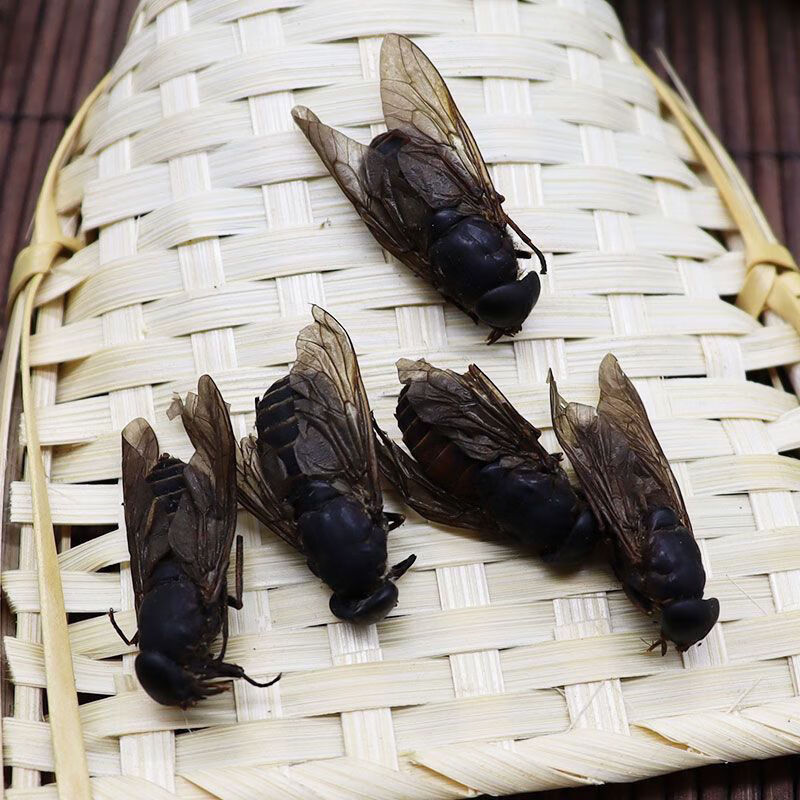 虻虫中药材10g 水虻虫黑水虻虫干 苍蝇牛虻 牛虻虫 虻虫粉 牛蚊子 10g