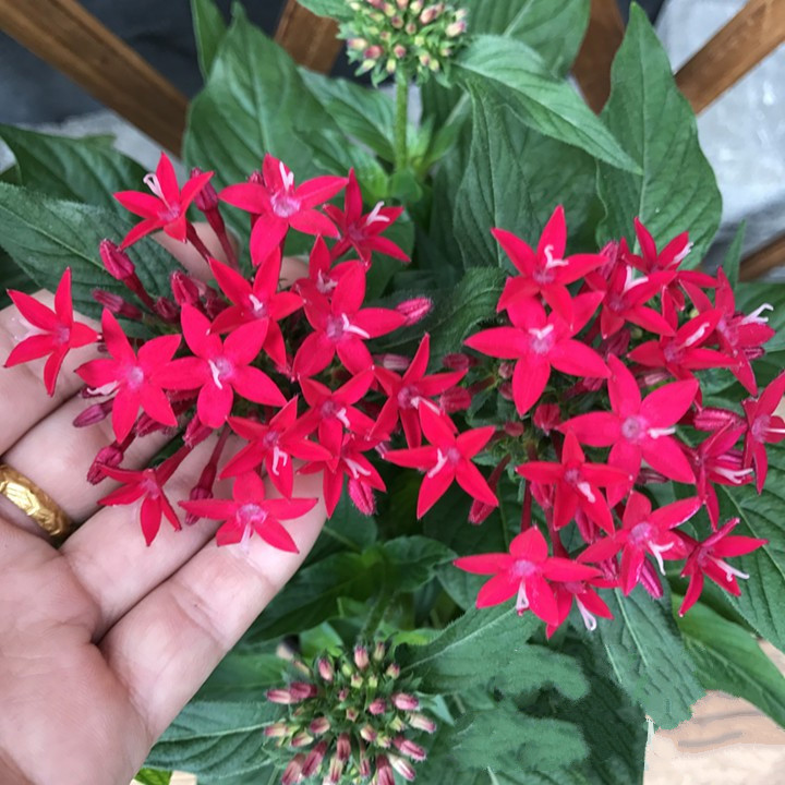 五星花盆栽耐热花卉露养耐晒繁星花花期长 淡粉色小盆 不含盆