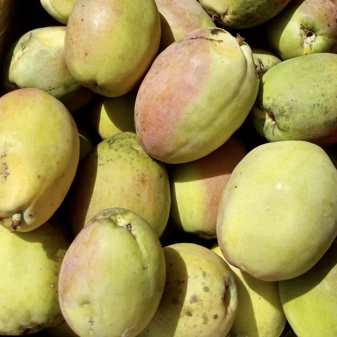 早告白 临沧酸木瓜云南特产酸果子耿马傣族本地野生水果酸爽果子 干