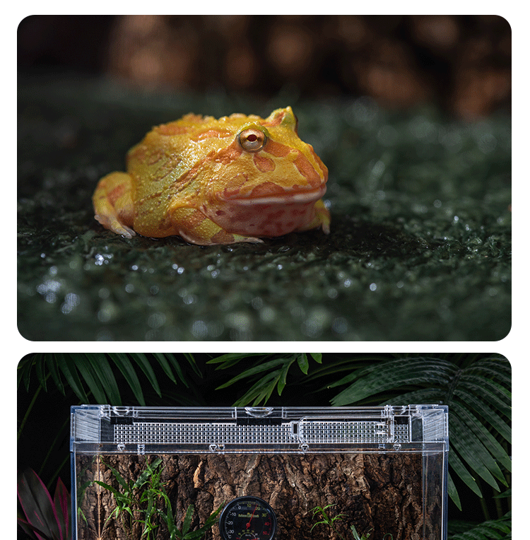 爬宠角蛙蜥蜴饲养箱保湿莫斯地垫两栖雨林型保湿垫材爬虫缸造景 20x