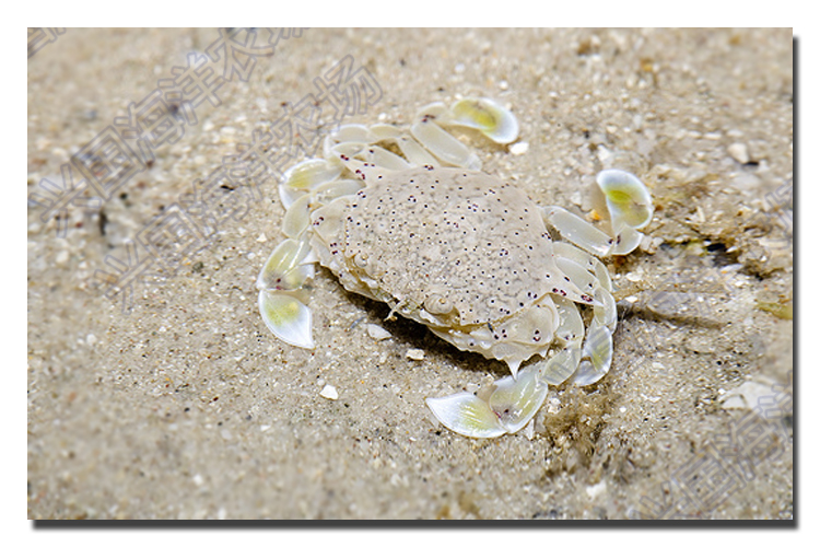 黎明蟹翻沙蟹活体小螃蟹海水观赏宠物海缸翻砂利器快递包活黎明蟹翻沙