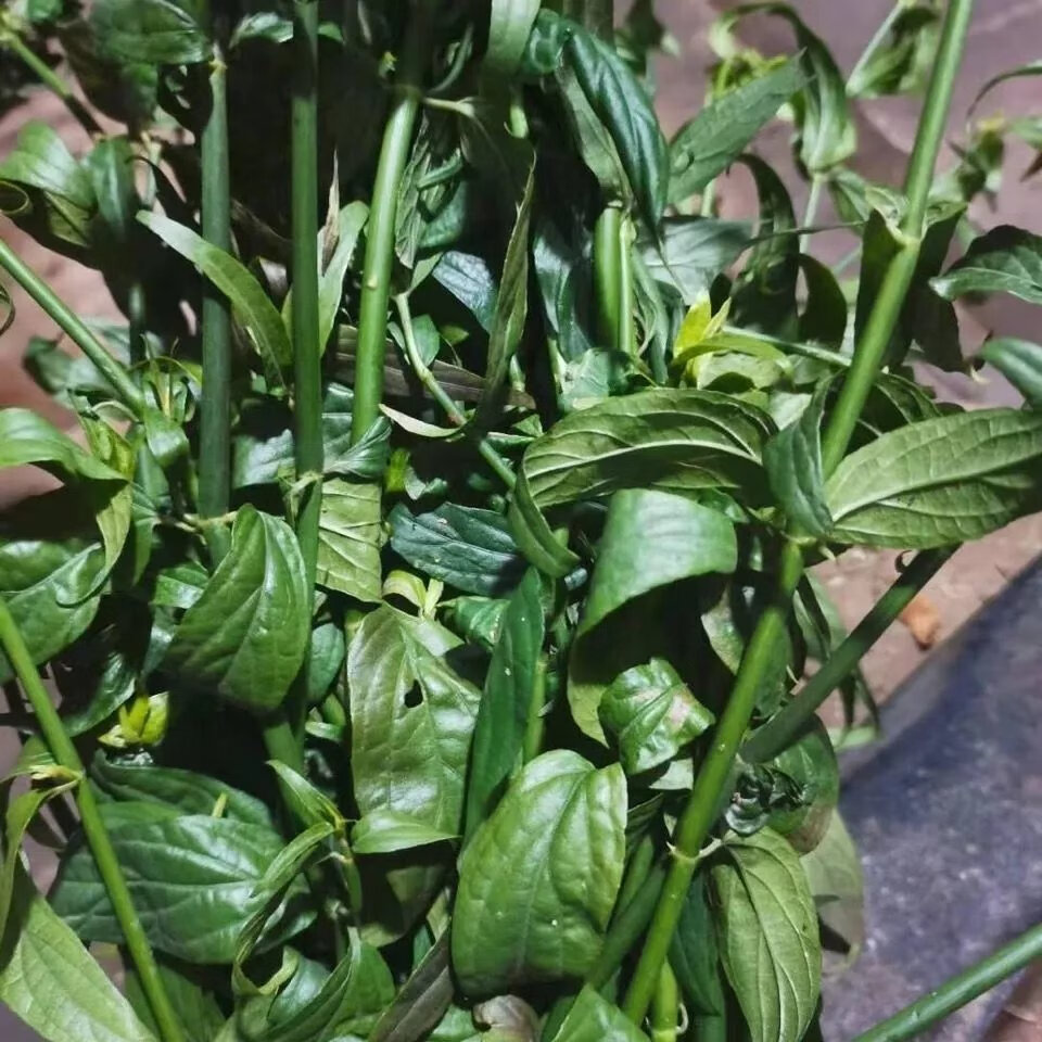 北京同仁嘡原料 野生中草药忧遁草 柔刺草 千里追现采现实发 自然晒干