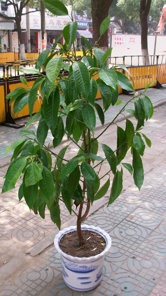 白兰花盆栽植物室内浓香庭院四季阳台大型绿植白玉兰花黄角兰 高1.
