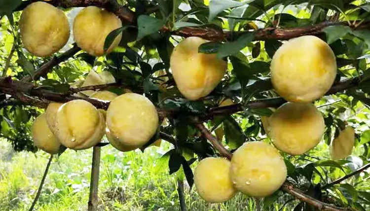 黄金奈李 乐昌九峰山特产新鲜李子广东韶关现摘蜜甜多汁应季孕妇水果