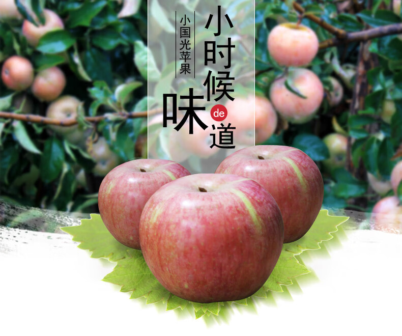 酥姿 烟台小国光苹果 新鲜水果苹果 5斤酸甜苹果 老品种苹果古树 10斤