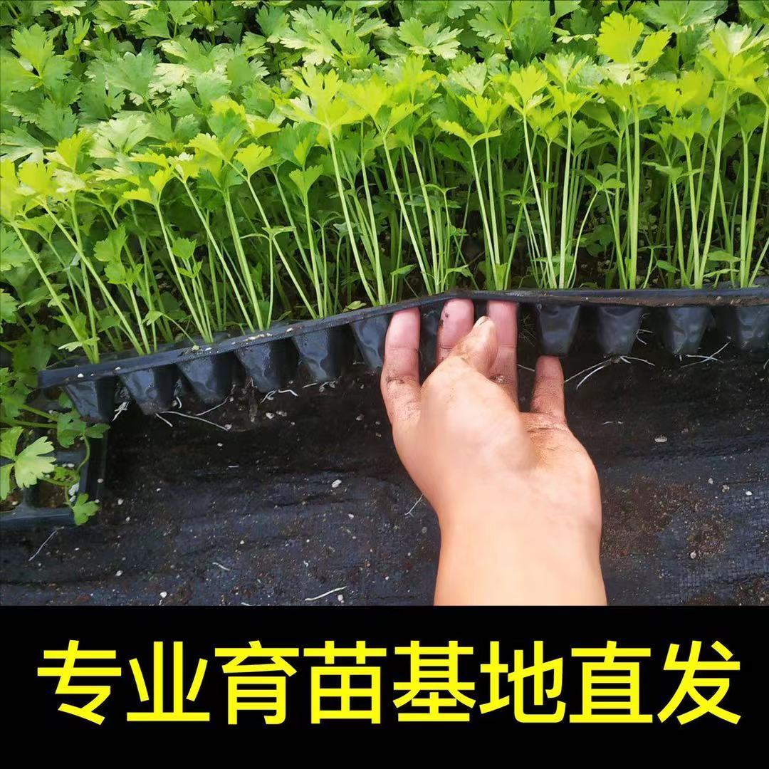 精选西芹苗幼苗秧苗子芹菜苗批发蔬菜苗秧苗寿光大西芹秋冬季四季食用