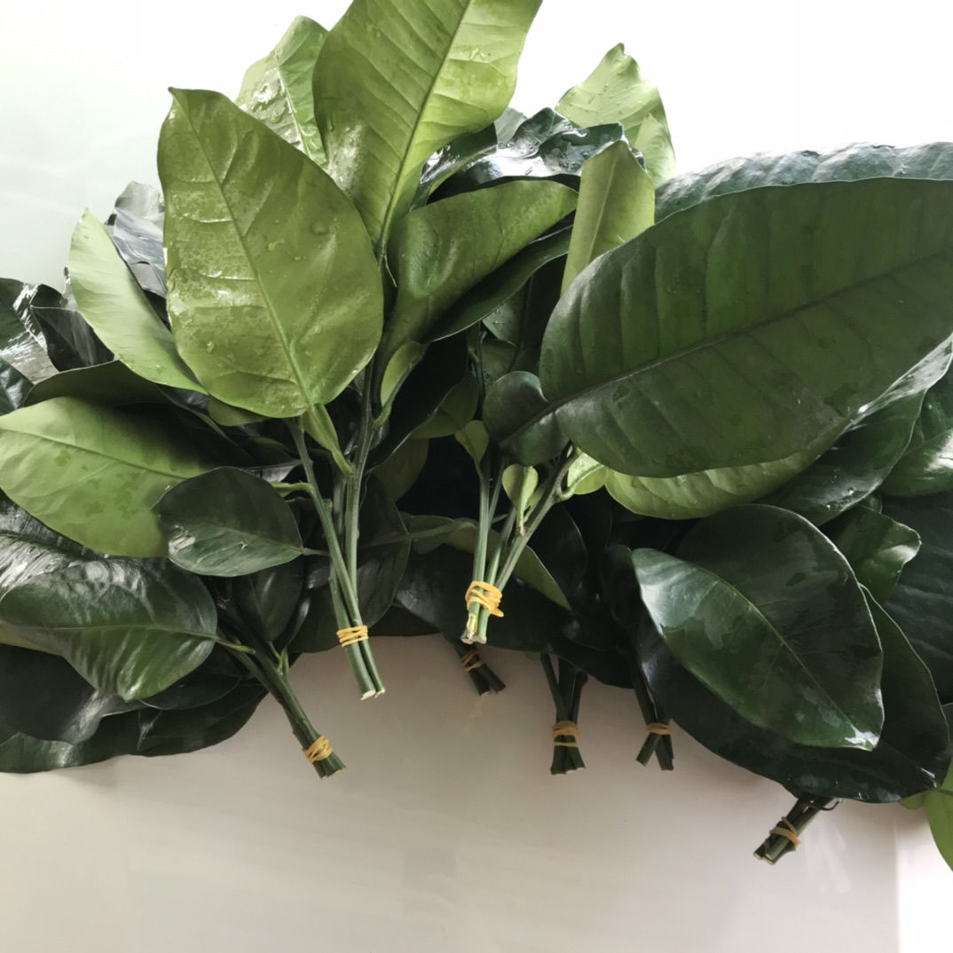 2022年新款新鲜柚子叶柚叶乔迁新居开运转运沐浴去晦气祈福三十年树