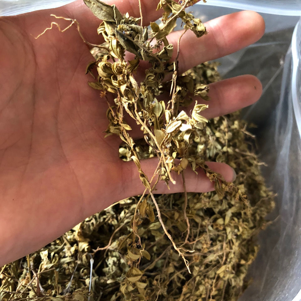 中药材小金牛草小金不换七寸金紫背金牛小兰青