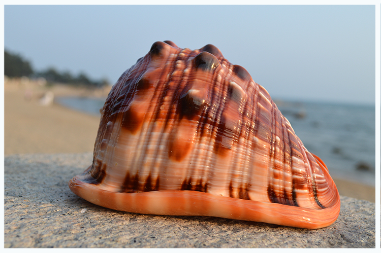 万宝螺贝壳 天然大海螺壳 家里的装饰品 四大名螺贝壳客厅摆件生日