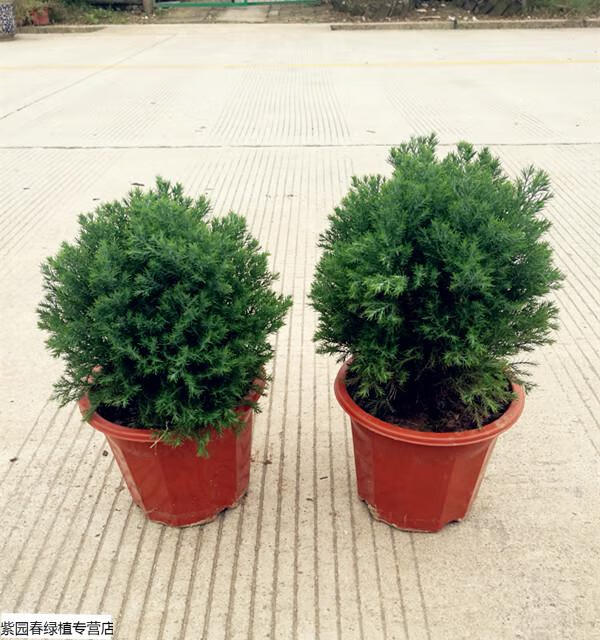 园艺皮球松盆栽皮球柏 阳台庭院绿植自然圆形易养护可地栽植物 精品皮