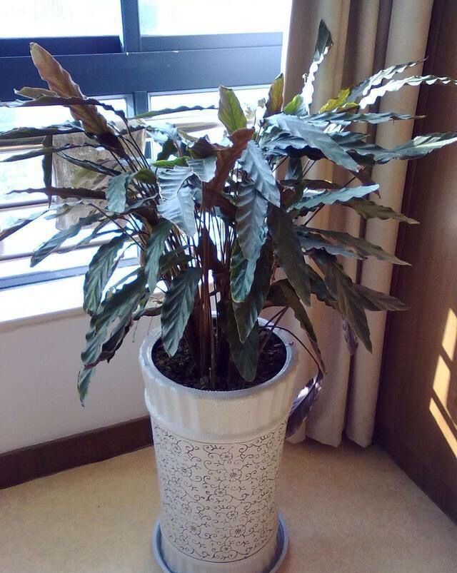 上新风紫背大波浪竹芋喜阴盆栽绿植花卉办公室客厅新品磐阙精品紫背