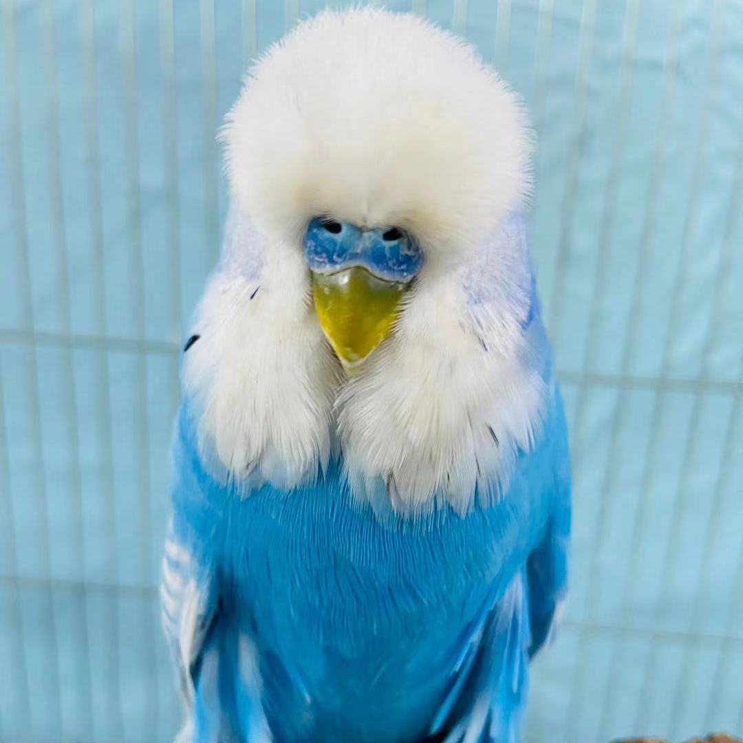 ajaj欧血大头蘑菇头虎皮宠物观赏活体网红鹦鹉手养可教说话雏鸟活鸟类