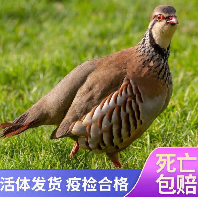 鹧鸪活鸟红腿鸟呱呱鸟活体飞龙一对可下蛋孵化嘎嘎宠物鸟活物 一公一